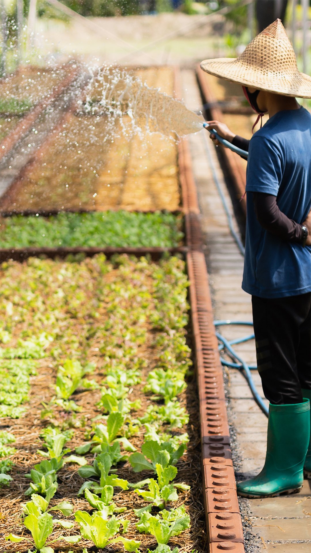 Pest Control & Disinfection